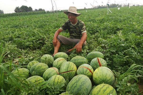  死亡回归不死永动机流搭配什么道具比较好