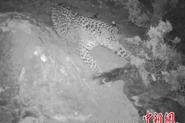 死亡细胞怎么无伤杀怪